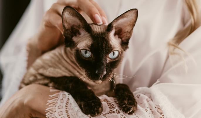 ImagePets