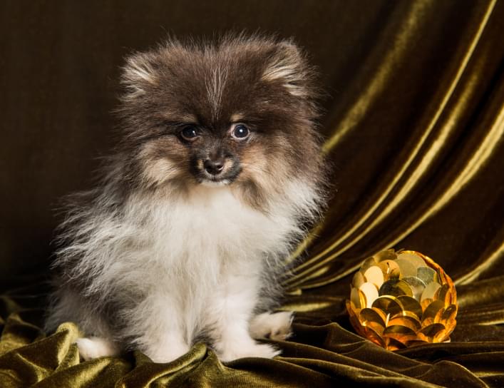 ImagePets